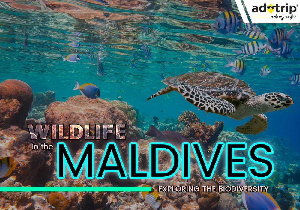 Wildlife In the Maldives